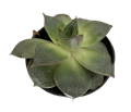 2" Echeveria Purpusorum